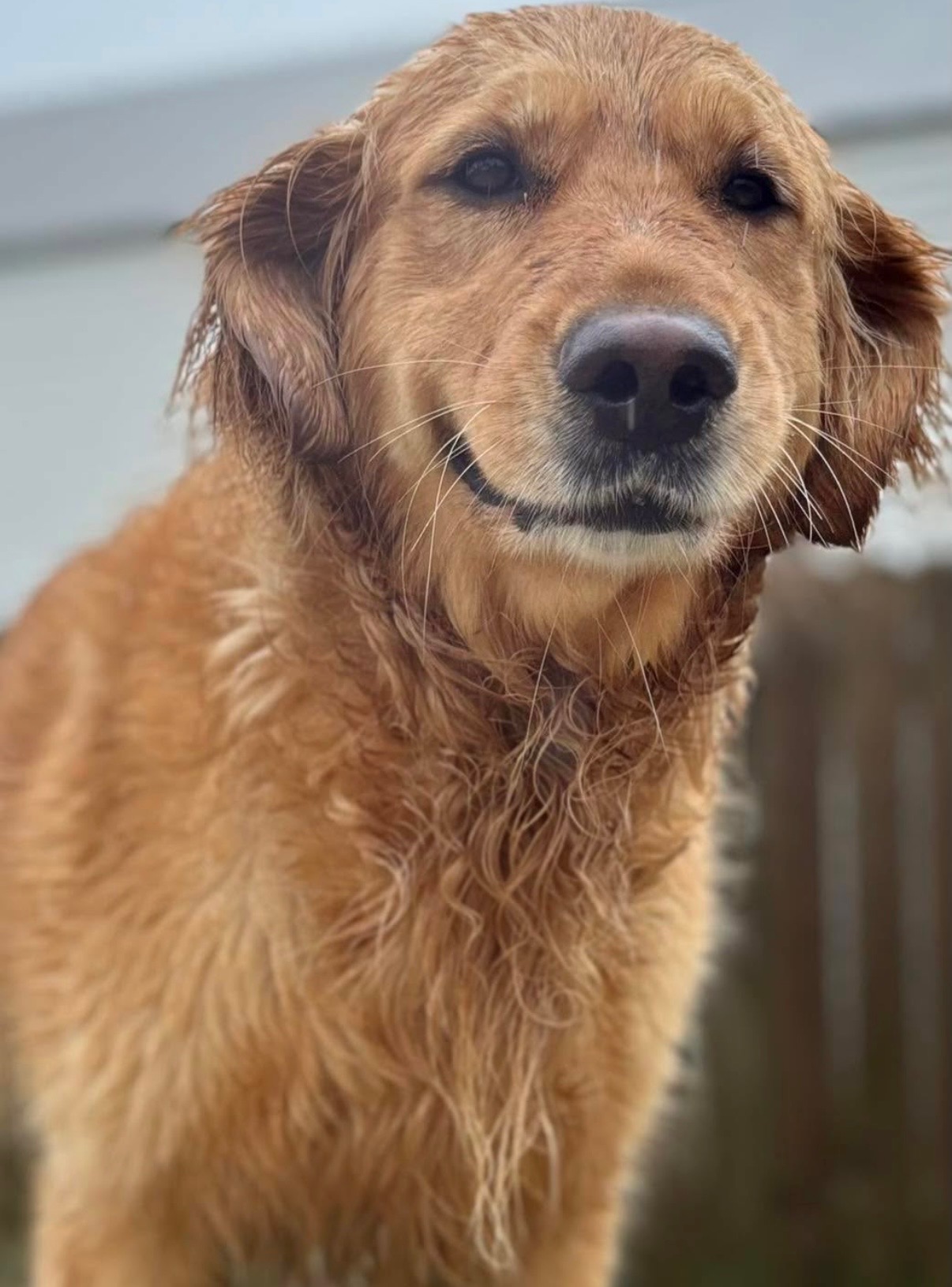Pet enjoying the facility