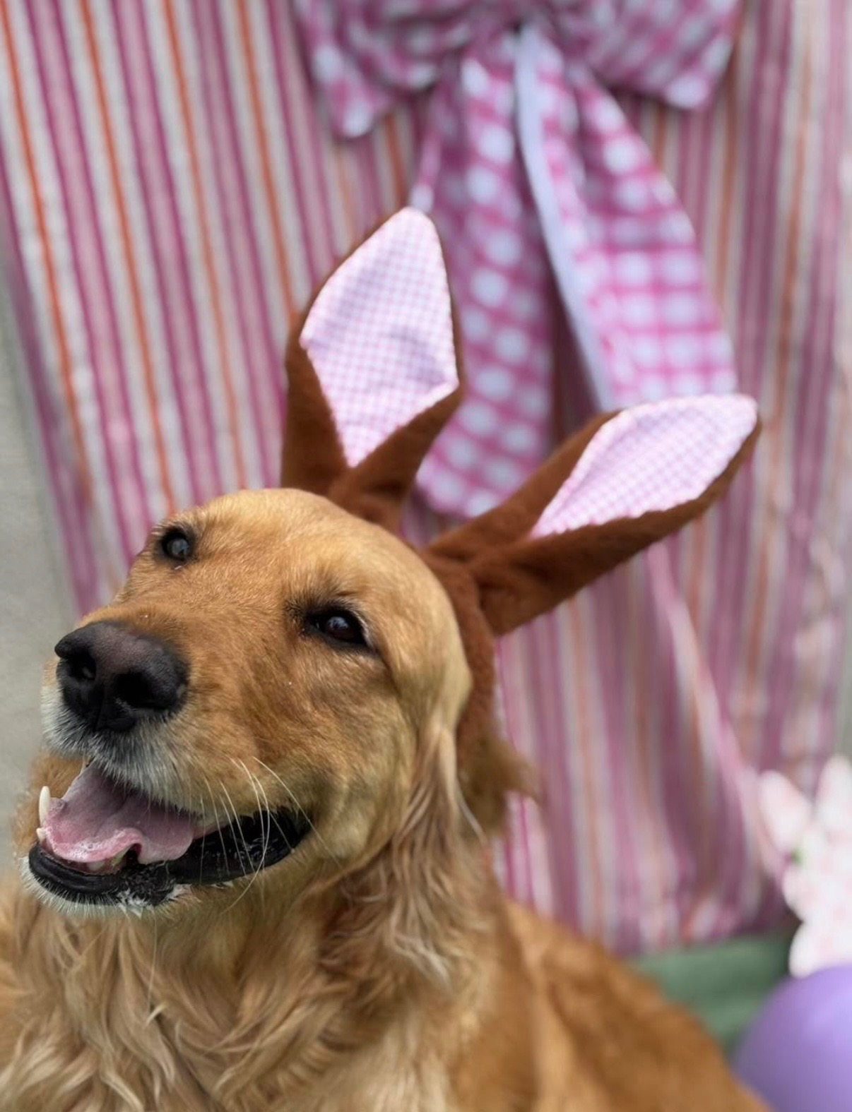 Dog relaxing in suite