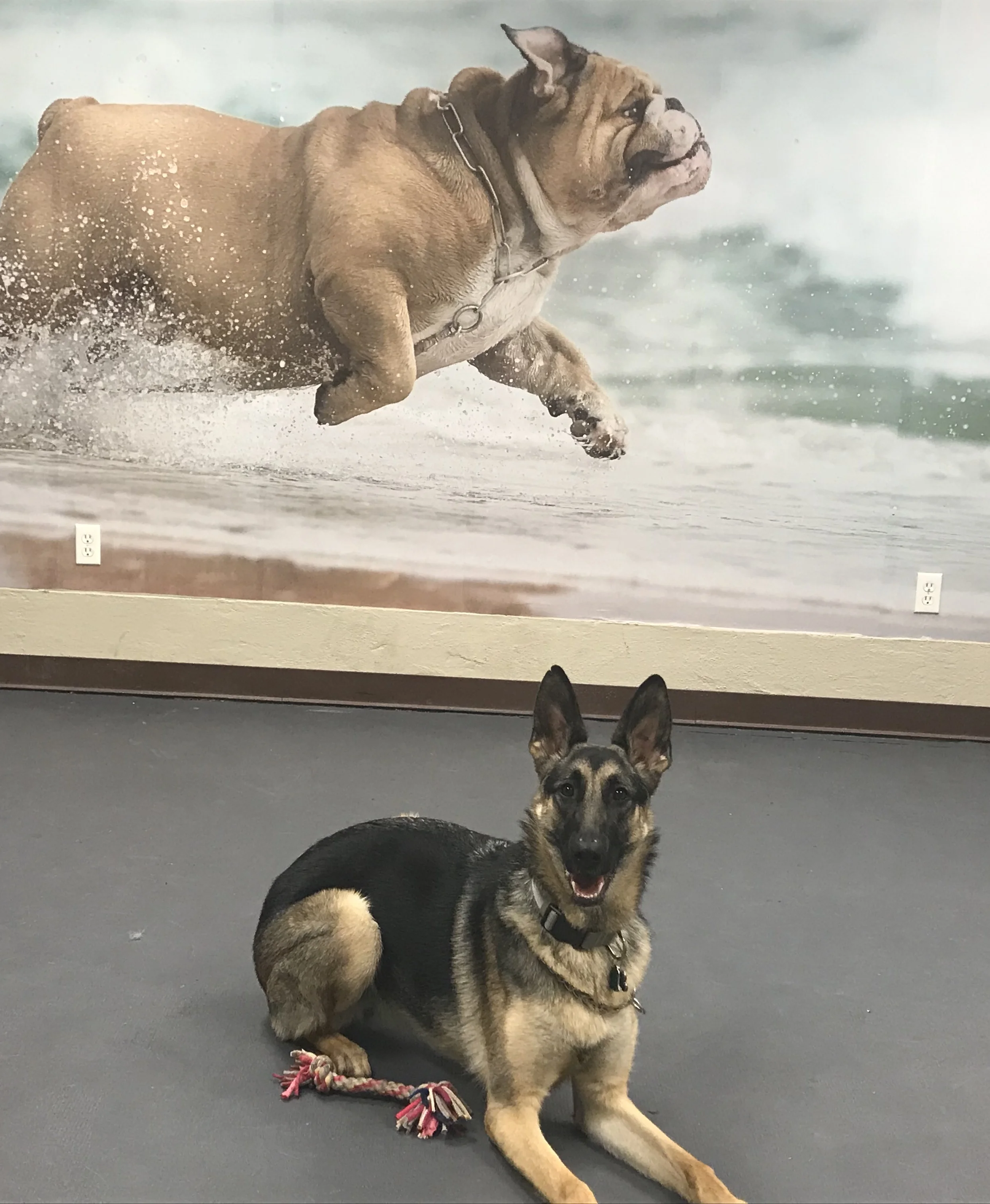 Pets playing together in the outdoor yard at The Rovervelt
