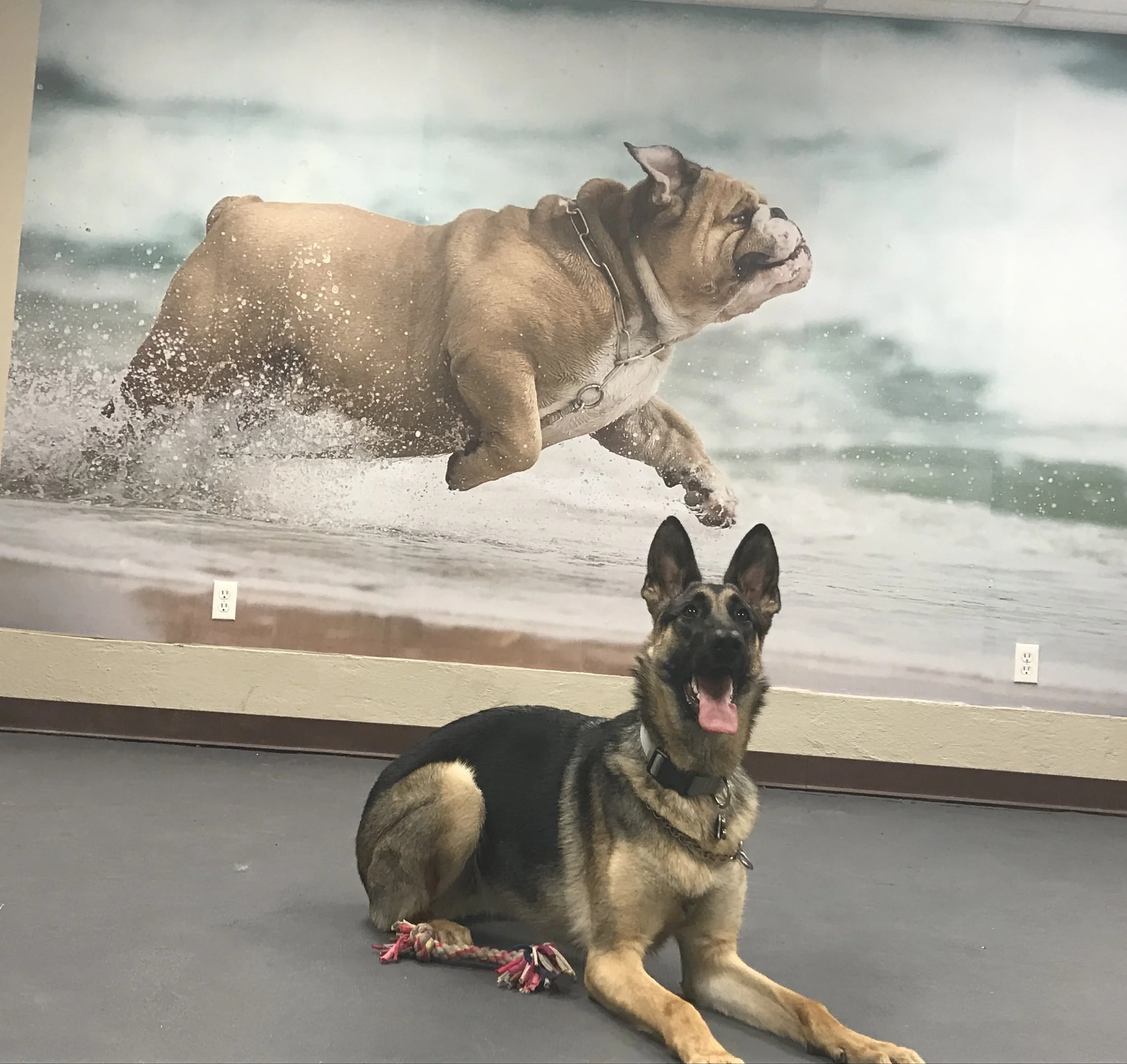 Dog relaxing during a stay at The Rovervelt Pet Hotel