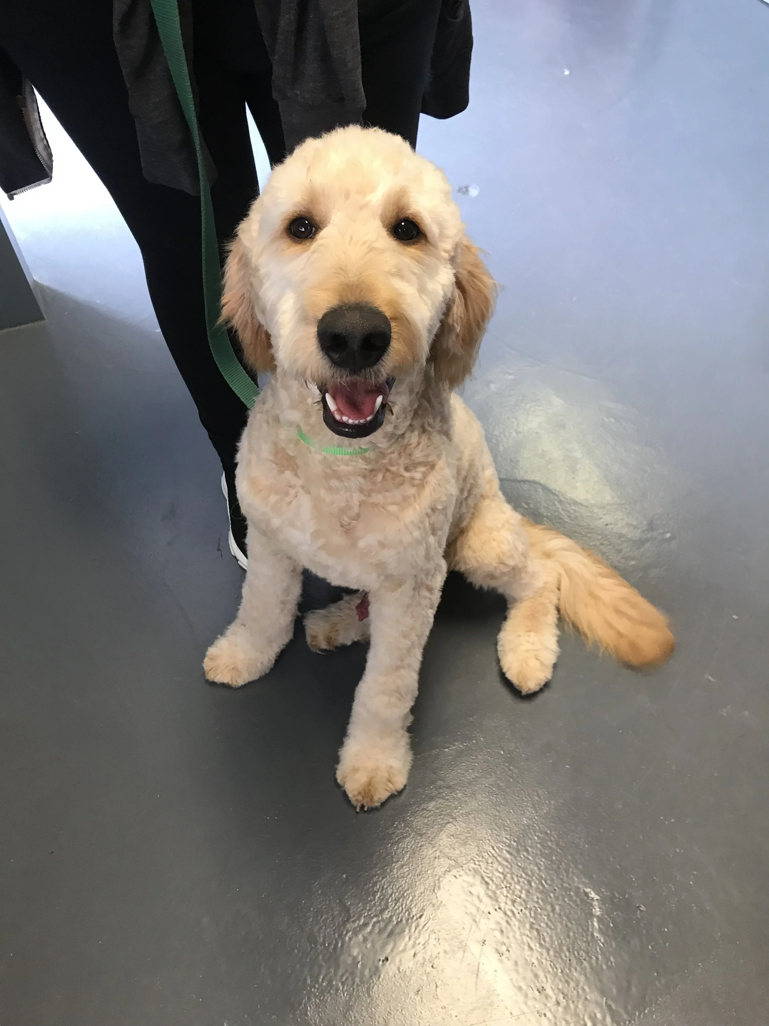 Happy dog at The Rovervelt Pet Hotel and Spa in Westwego