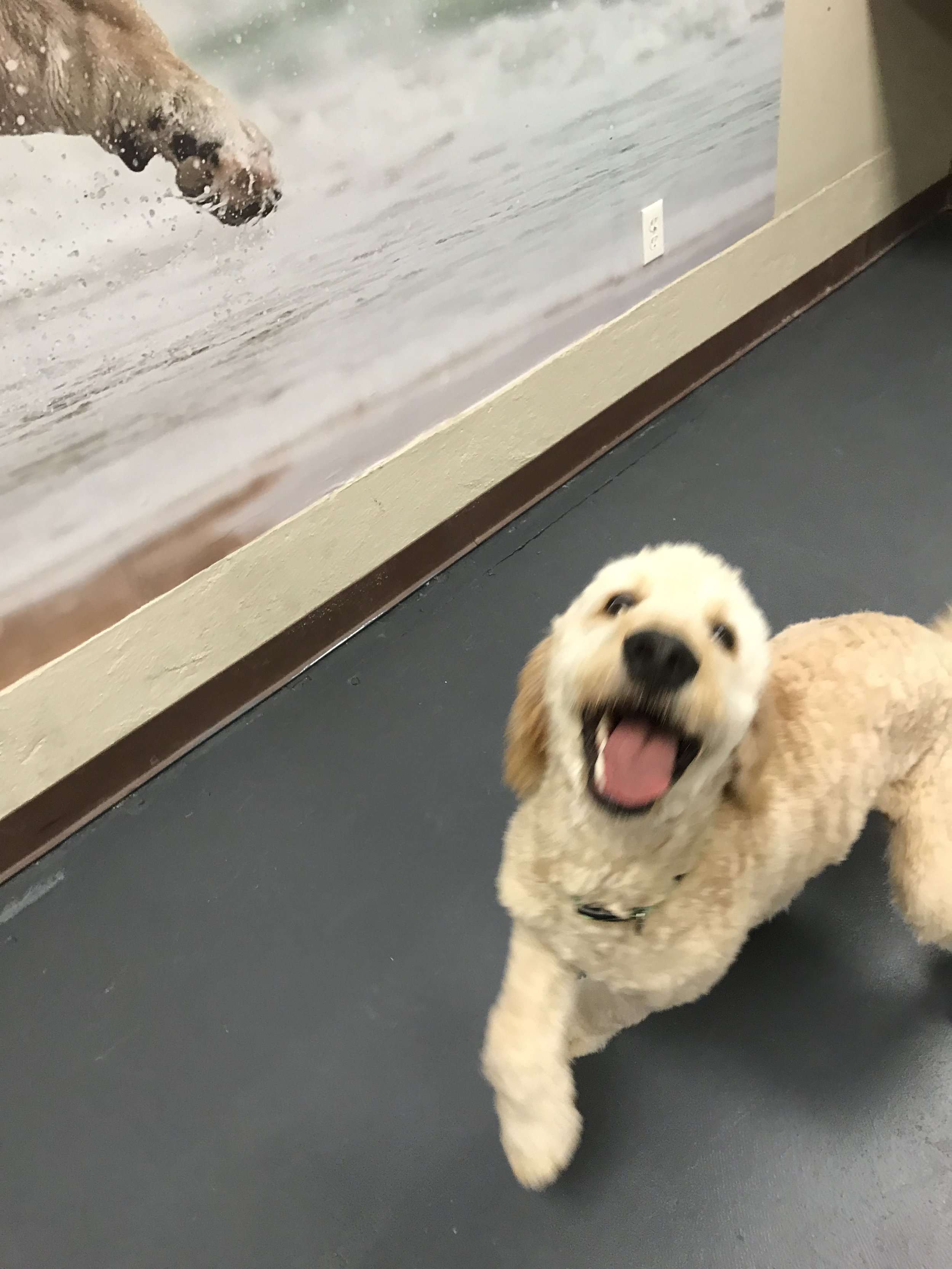 Dogs playing together