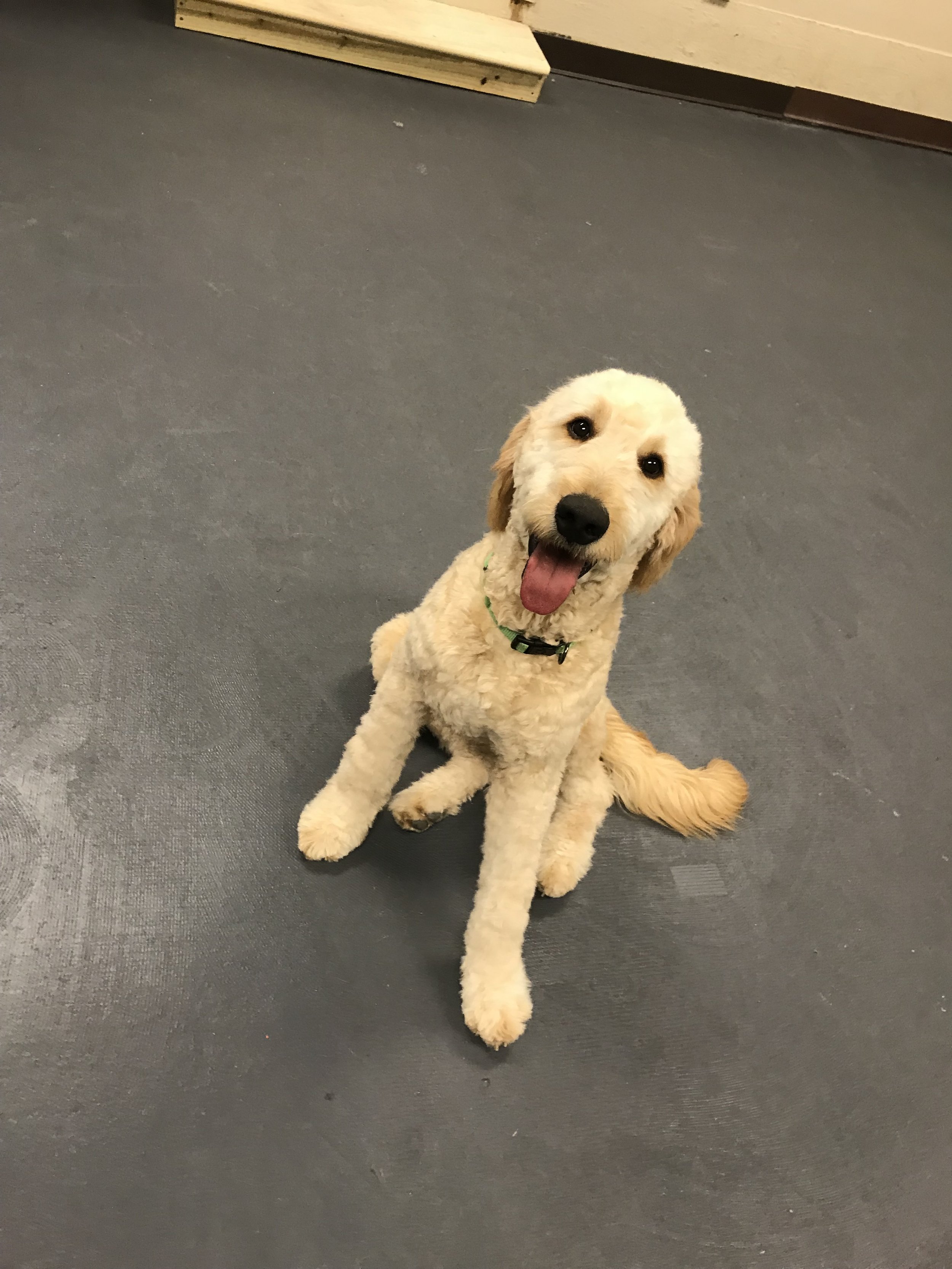 Dog posing for a photo at The Rovervelt Pet Hotel