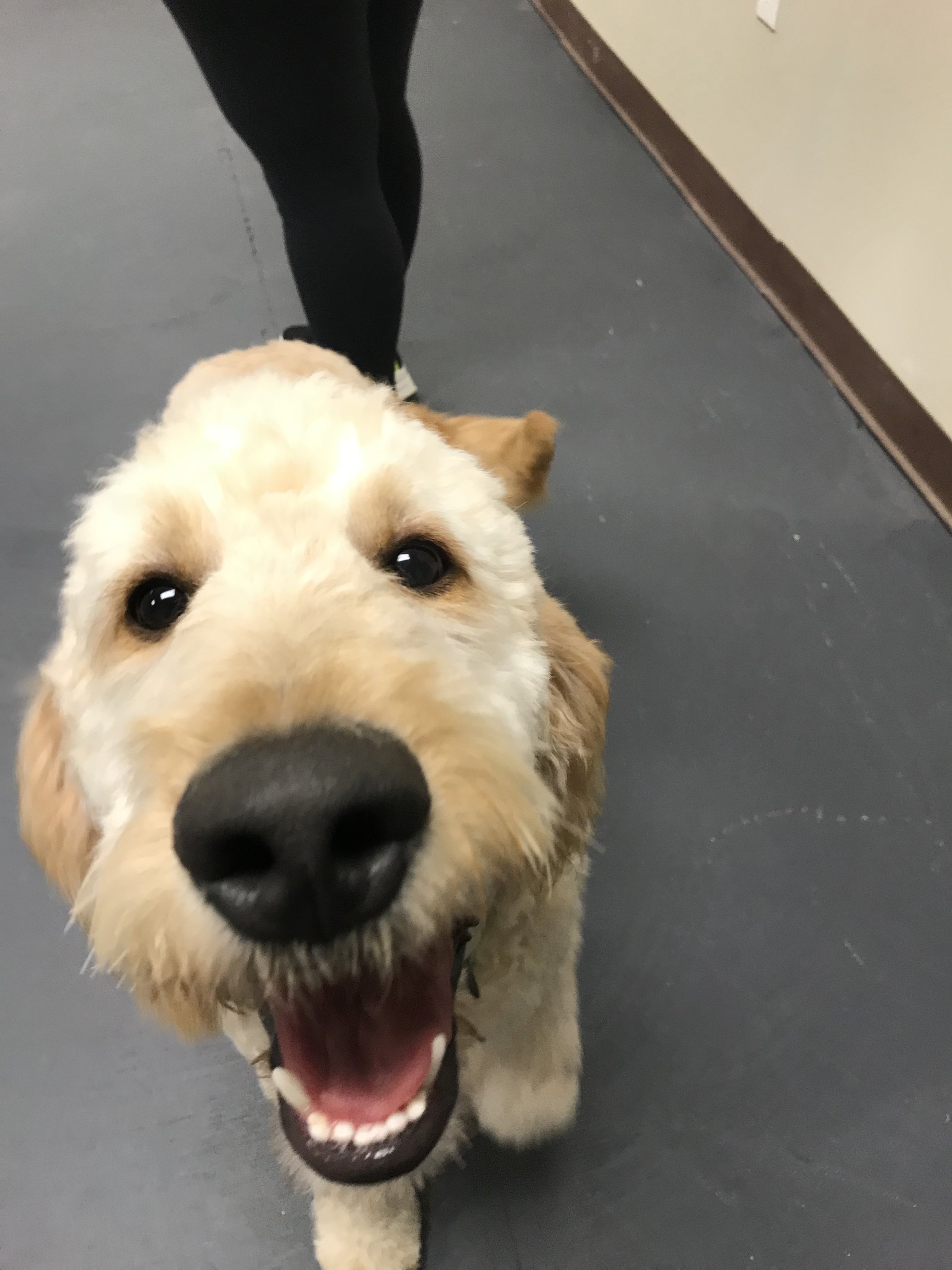 Pets socializing during group play at The Rovervelt