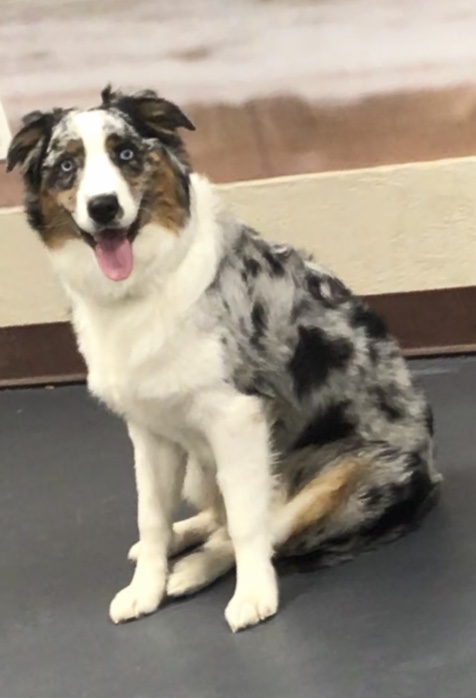 Dog enjoying outdoor playtime at The Rovervelt Pet Spa