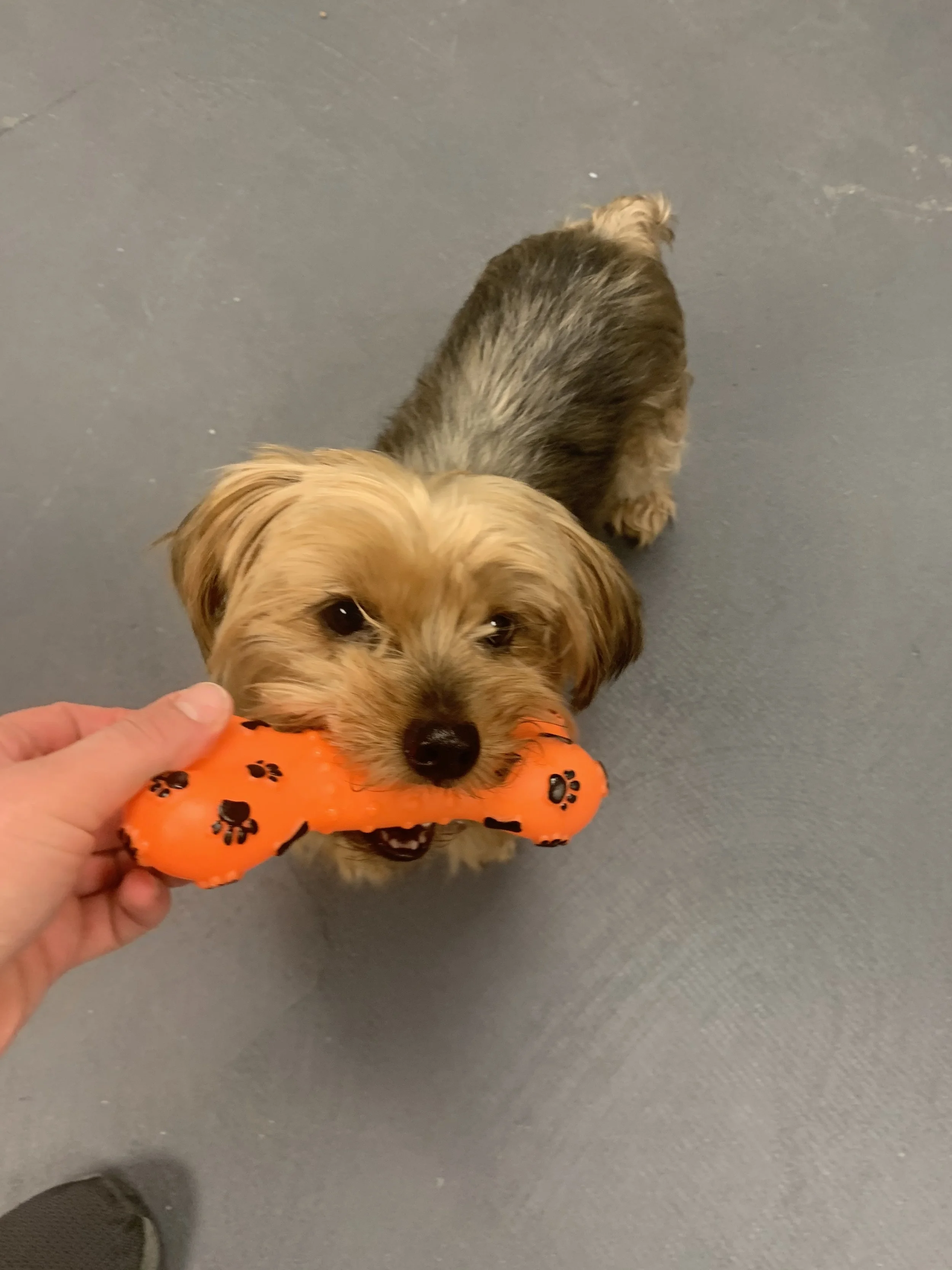 Pet enjoying the facility