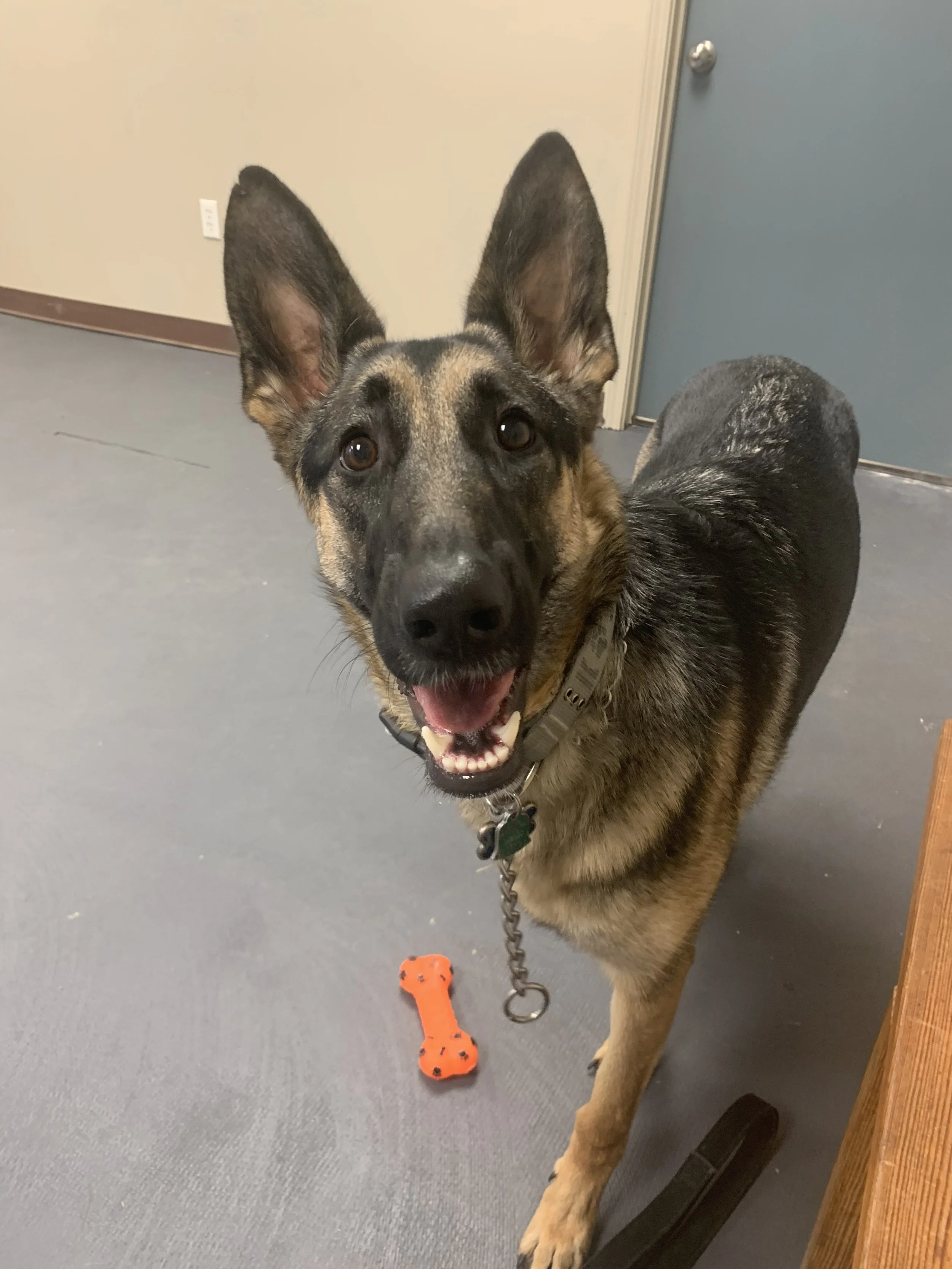Pet having fun during a boarding stay at The Rovervelt