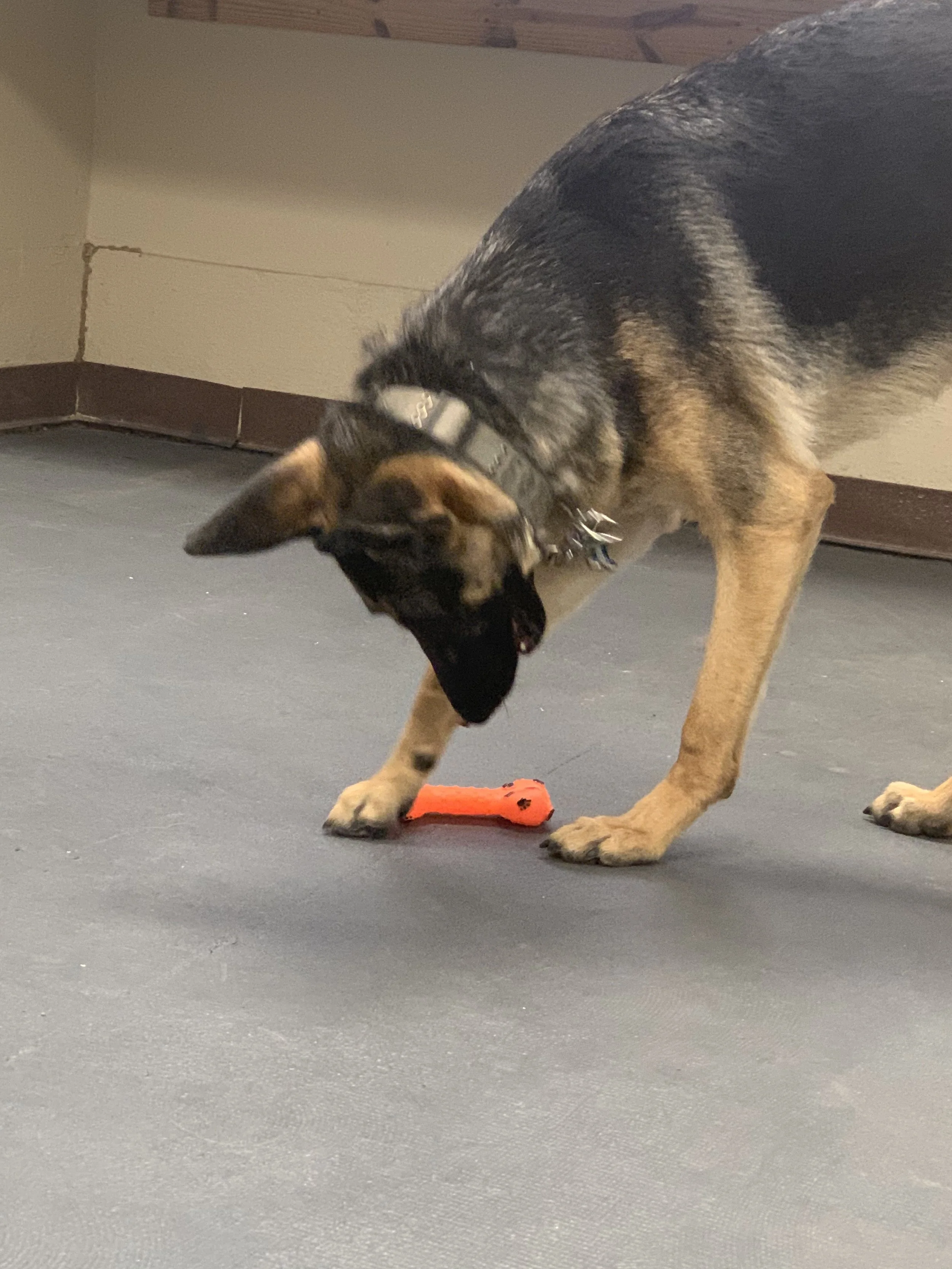 Happy dog at The Rovervelt in Westwego, Louisiana