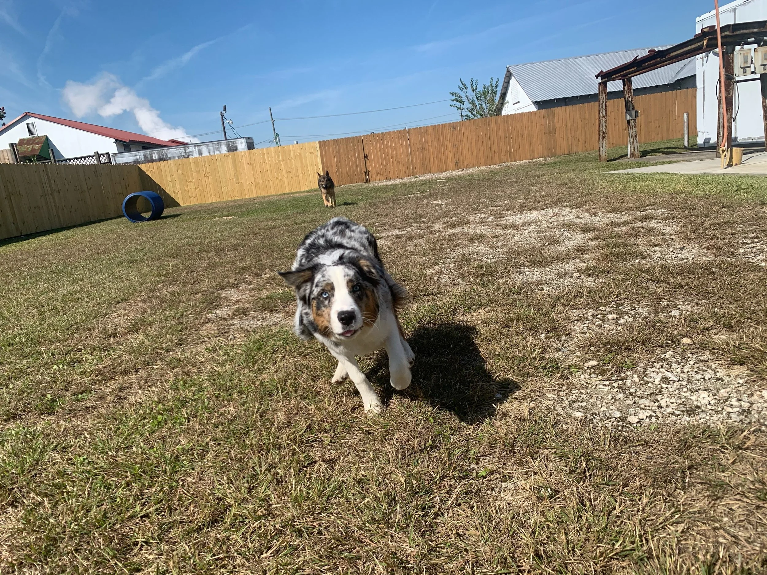 Dog relaxing in suite