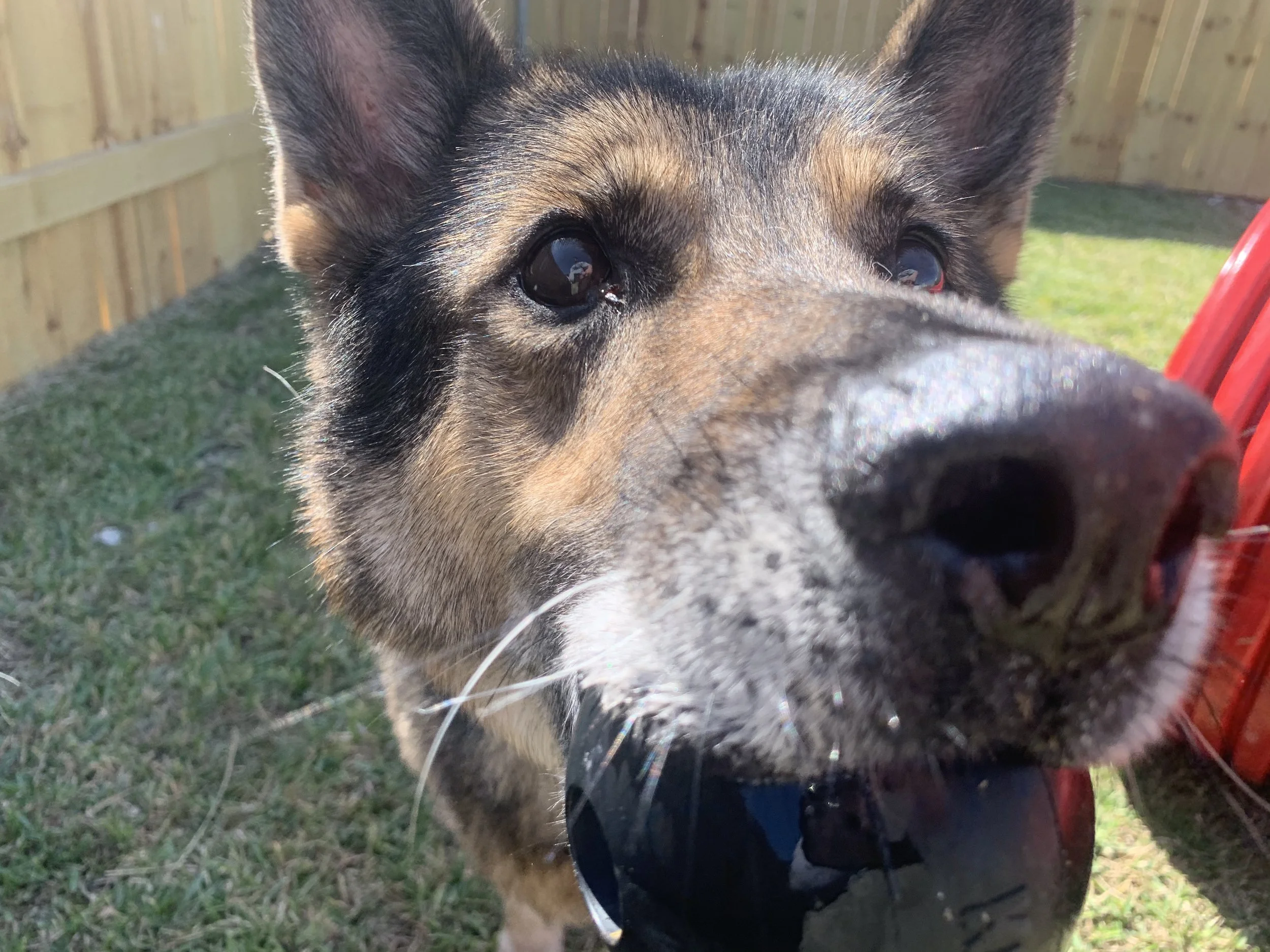 Pet relaxing at The Rovervelt Pet Hotel and Spa