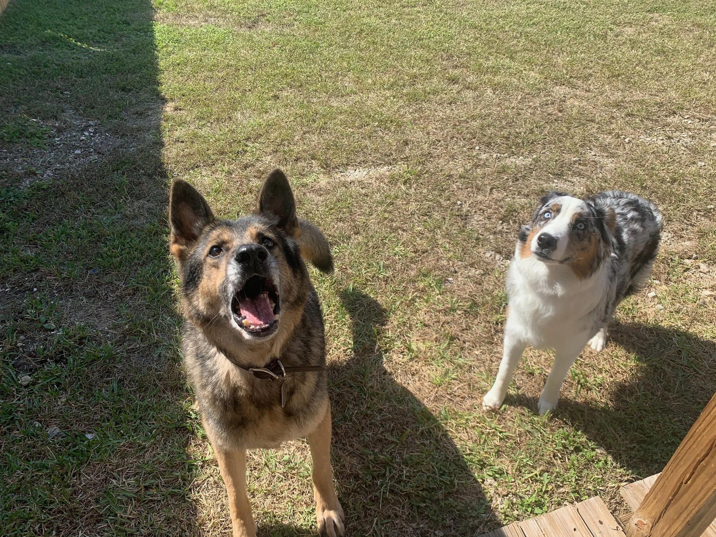 Dog enjoying care and attention at The Rovervelt
