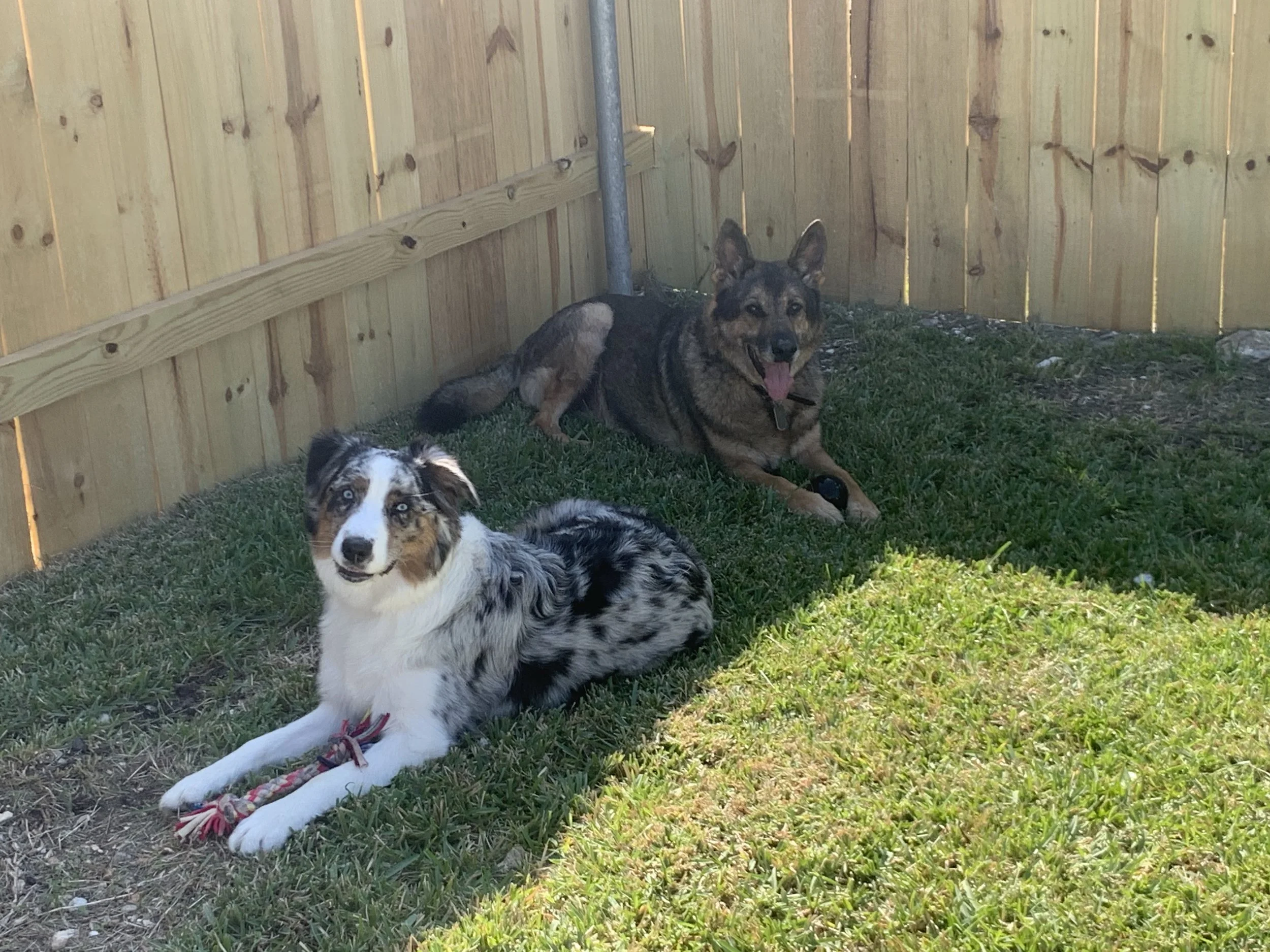 Dog socializing with other pets at The Rovervelt daycare