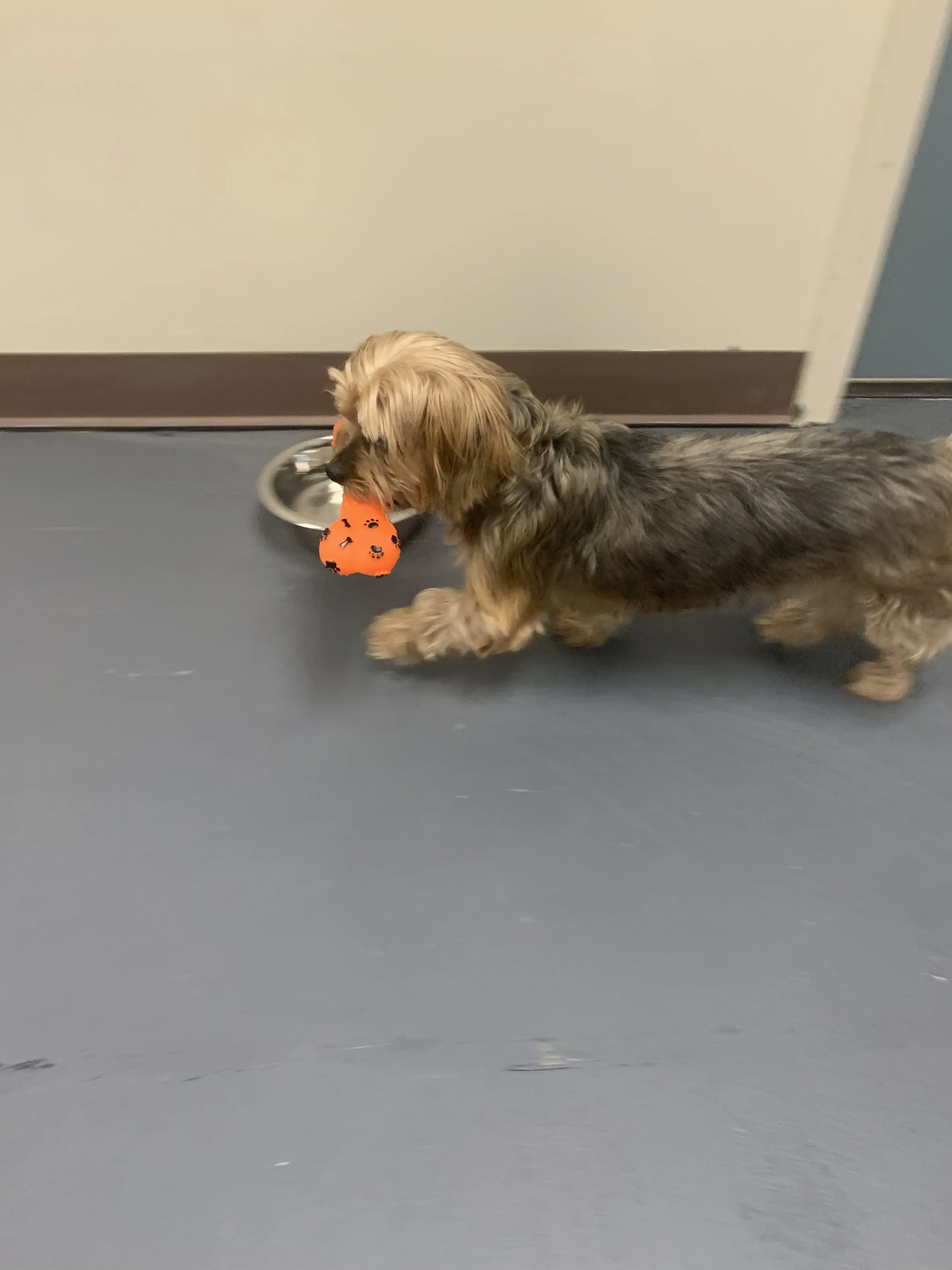 Happy pet boarding at The Rovervelt Pet Hotel in Westwego