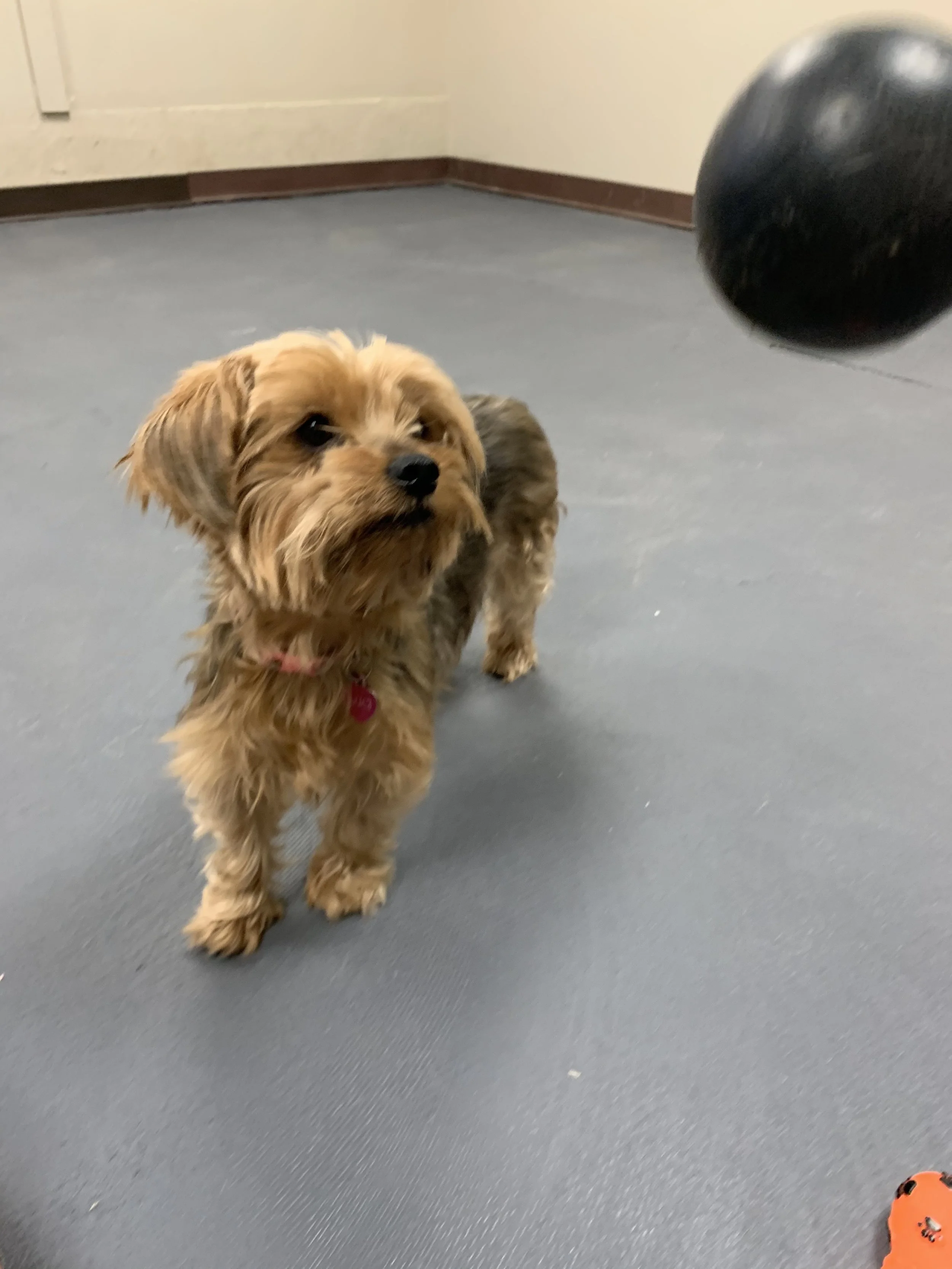 Dog playing outside at The Rovervelt Pet Hotel and Spa