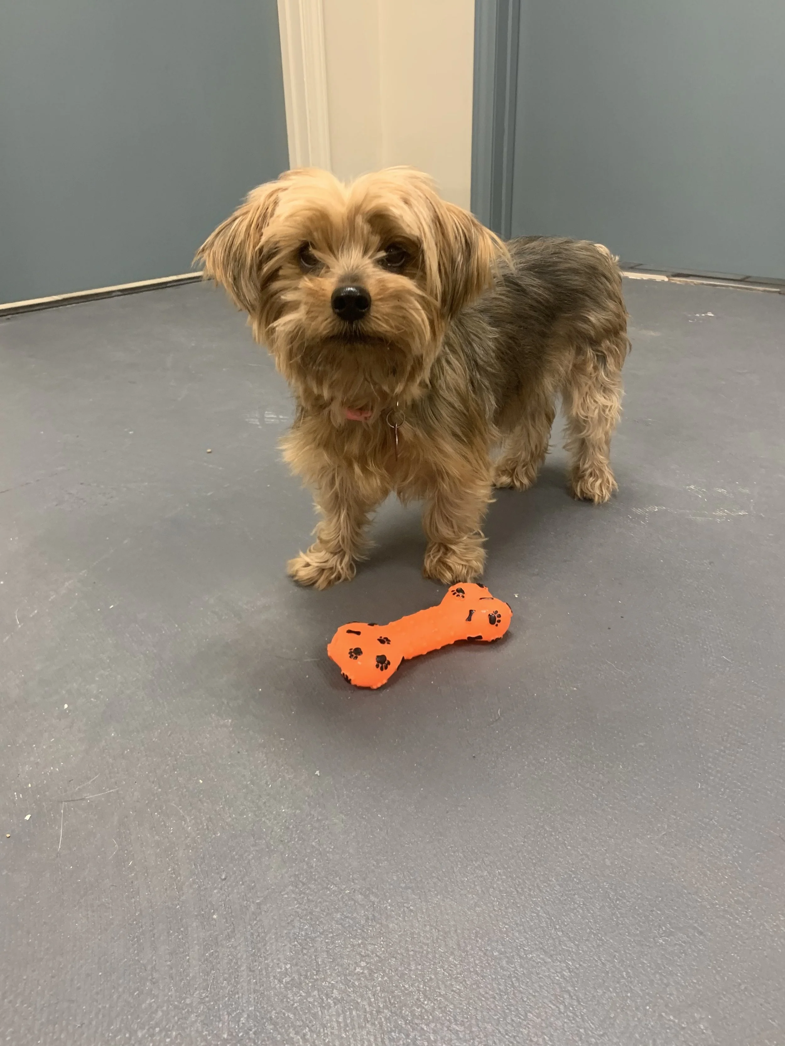 Pet enjoying grooming services at The Rovervelt Spa