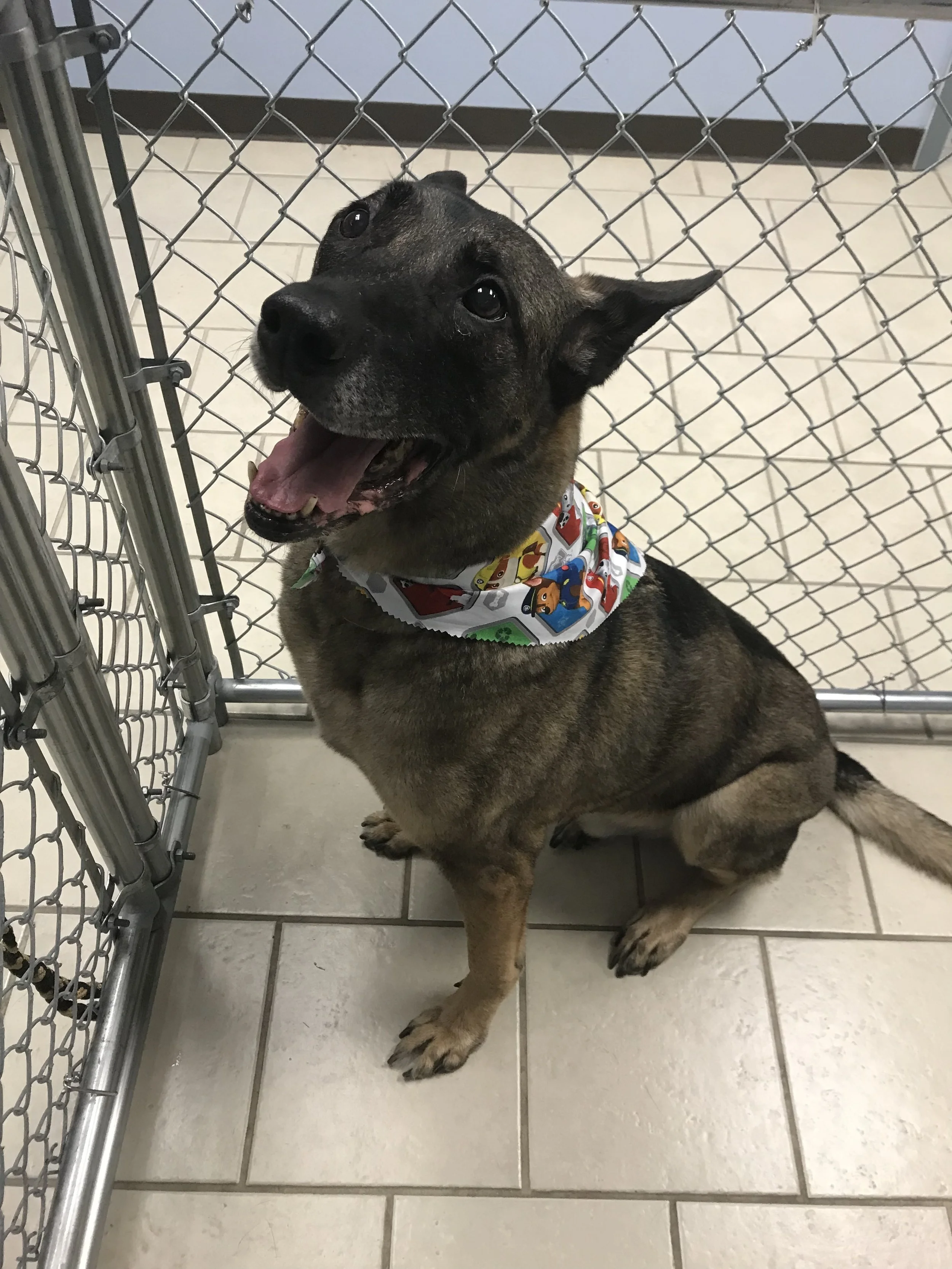 Groomed and happy pup