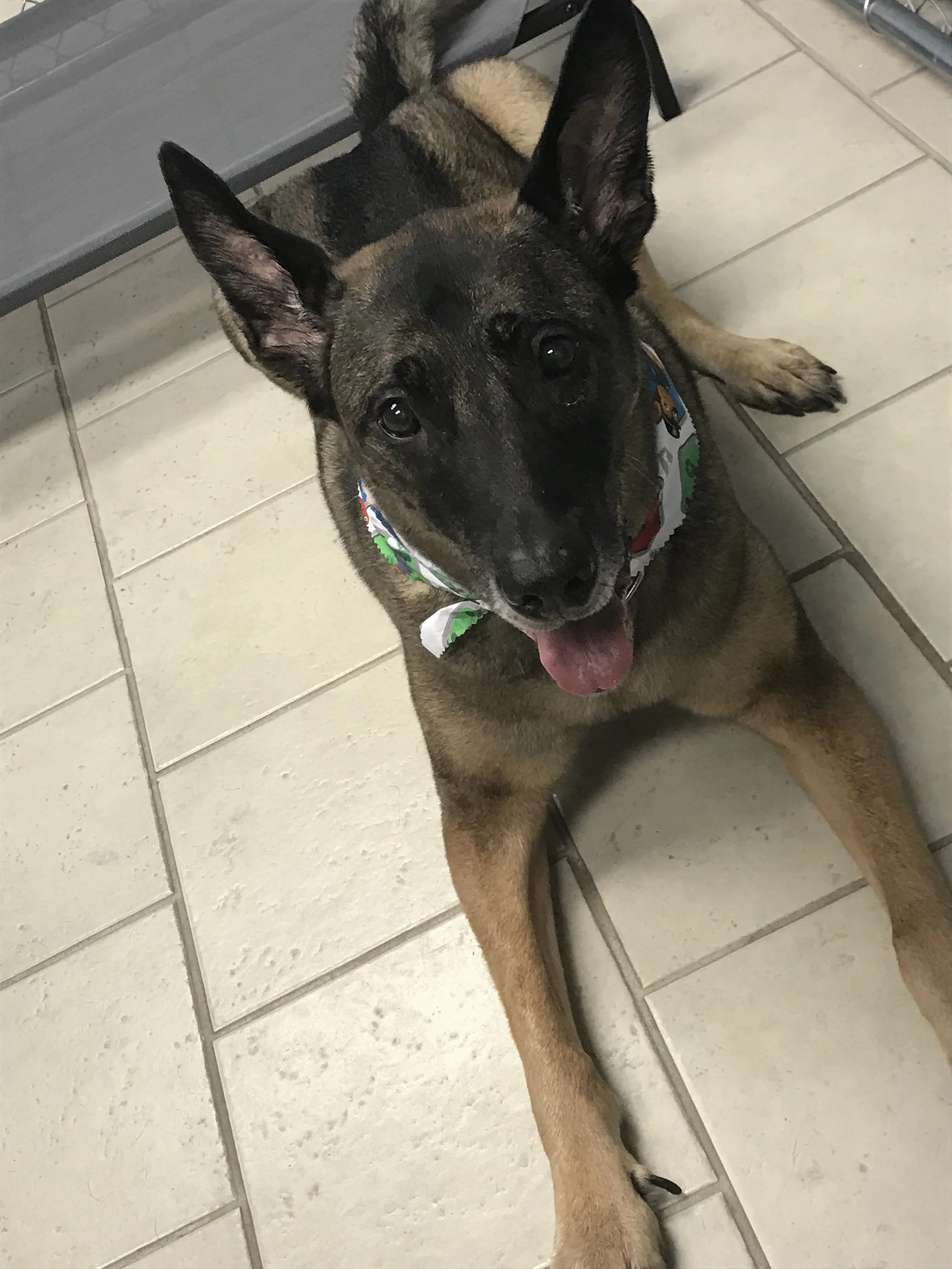 Pets enjoying their stay at The Rovervelt in Westwego, LA