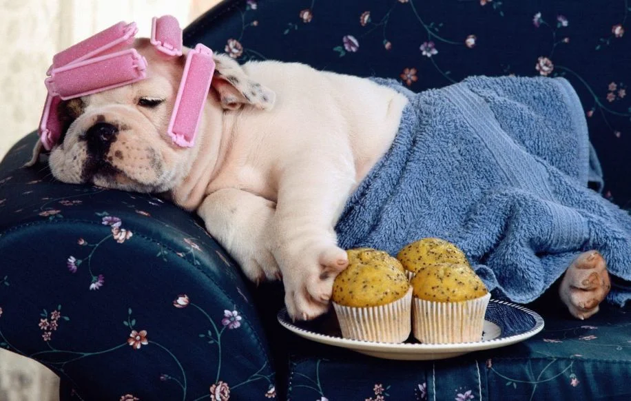 Dog being groomed at The Rovervelt spa